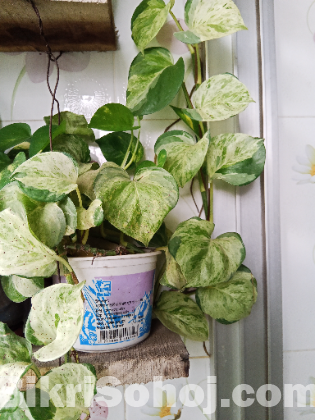 Indoor plants